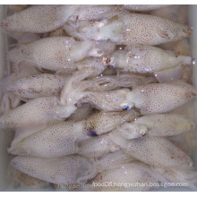 frozen liligo baby squid